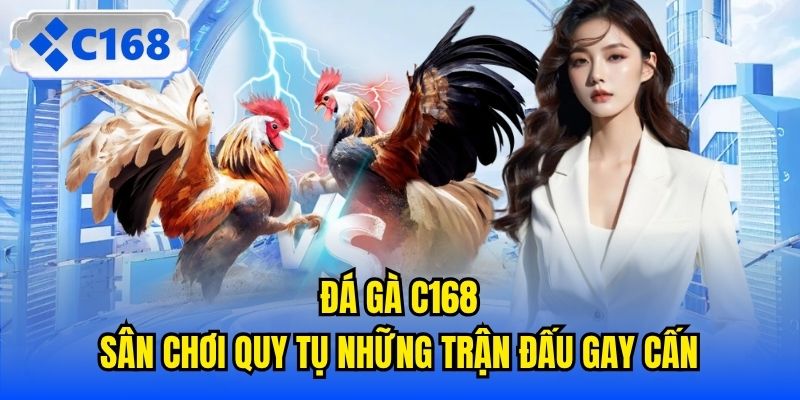 Đá Gà C168 - Sân Chơi Quy Tụ Những Trận Đấu Gay Cấn